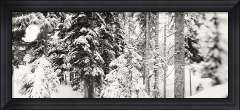 Framed Snow covered evergreen trees at Stevens Pass, Washington State (black and white) Print