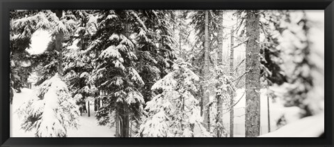 Framed Snow covered evergreen trees at Stevens Pass, Washington State (black and white) Print