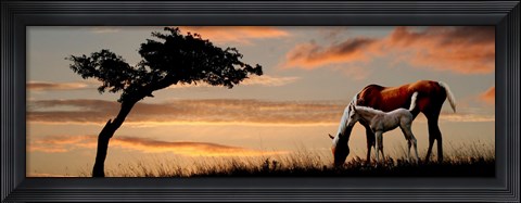 Framed Horse mare and a foal grazing by tree at sunset Print