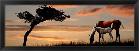 Framed Horse mare and a foal grazing by tree at sunset Print