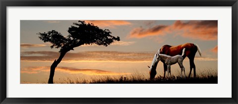 Framed Horse mare and a foal grazing by tree at sunset Print