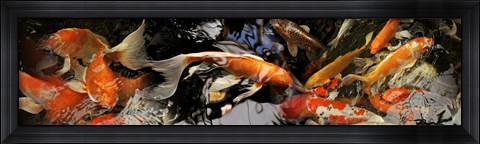 Framed Koi carp Print