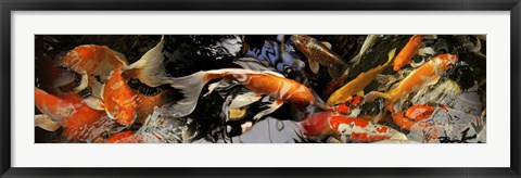 Framed Koi carp Print