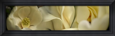 Framed Magnolia flowers Print