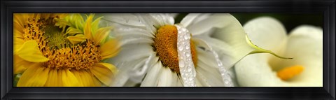 Framed Yellow and white flowers Print