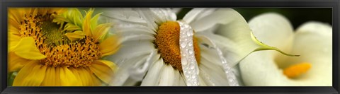 Framed Yellow and white flowers Print