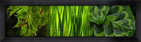 Framed Close-up of leaves Print
