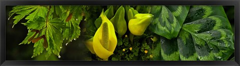 Framed Leaves and yellow flowers Print