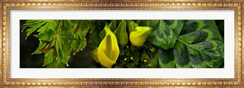 Framed Leaves and yellow flowers Print