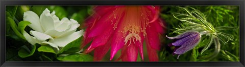 Framed White, pink and purple flowers Print
