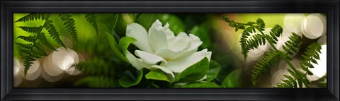 Framed Fern with magnolia Print