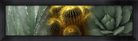 Framed Cactus plants Print