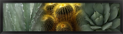 Framed Cactus plants Print