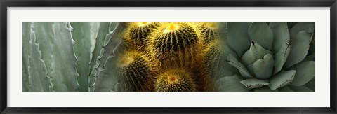 Framed Cactus plants Print