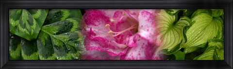 Framed Leaves and pink flowers Print