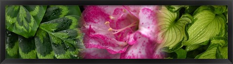 Framed Leaves and pink flowers Print