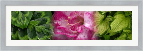 Framed Leaves and pink flowers Print