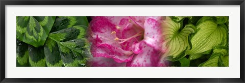 Framed Leaves and pink flowers Print