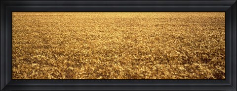 Framed Panorama of amber waves of grain, wheat field in Provence-Alpes-Cote D&#39;Azur, France Print