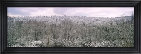Framed Snow covered forest, Kentucky, USA Print