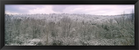 Framed Snow covered forest, Kentucky, USA Print