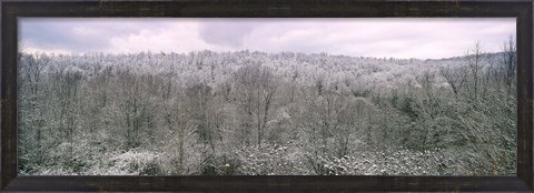 Framed Snow covered forest, Kentucky, USA Print