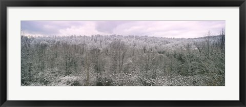 Framed Snow covered forest, Kentucky, USA Print