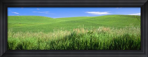 Framed Rolling green hill, Palouse, Whitman County, Washington State, USA Print