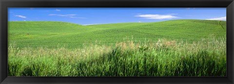 Framed Rolling green hill, Palouse, Whitman County, Washington State, USA Print