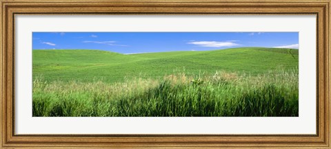 Framed Rolling green hill, Palouse, Whitman County, Washington State, USA Print