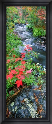 Framed River flowing through a forest, Black River, Upper Peninsula, Michigan (vertical) Print