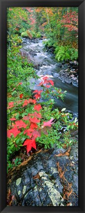 Framed River flowing through a forest, Black River, Upper Peninsula, Michigan (vertical) Print