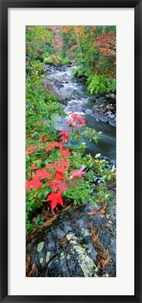 Framed River flowing through a forest, Black River, Upper Peninsula, Michigan (vertical) Print