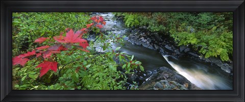 Framed River flowing through a forest, Black River, Upper Peninsula, Michigan (horizontal) Print