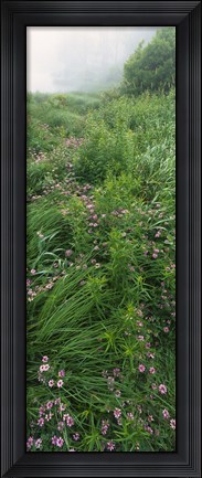 Framed Crown Vetch flowers, Herrington Manor State Park, Maryland, USA Print