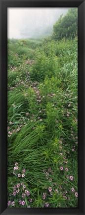 Framed Crown Vetch flowers, Herrington Manor State Park, Maryland, USA Print