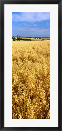 Framed Wheat crop in a field, Willamette Valley, Oregon, USA Print