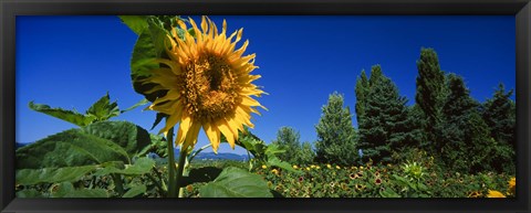 Framed Close up of a sunflower in a field, Hood River, Oregon Print