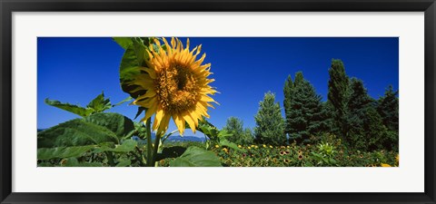 Framed Close up of a sunflower in a field, Hood River, Oregon Print