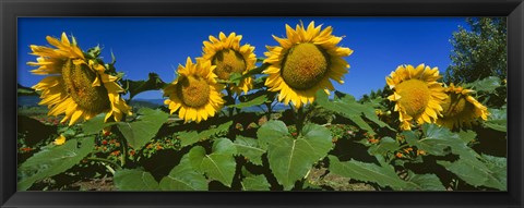 Framed Panache Starburst sunflowers in a field, Hood River, Oregon Print