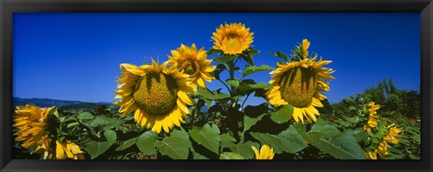 Framed Sunflowers in a field, Hood River, Oregon Print