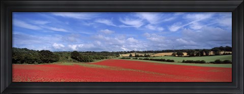 Framed Poppy field in bloom, Worcestershire, West Midlands, England Print