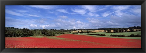 Framed Poppy field in bloom, Worcestershire, West Midlands, England Print