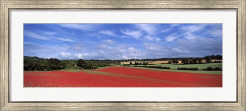 Framed Poppy field in bloom, Worcestershire, West Midlands, England Print