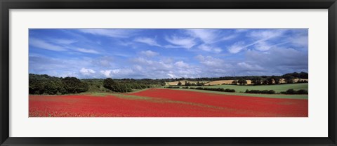 Framed Poppy field in bloom, Worcestershire, West Midlands, England Print