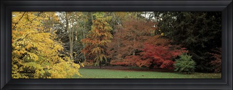 Framed Autumn tree, Gloucestershire, England Print