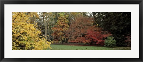 Framed Autumn tree, Gloucestershire, England Print