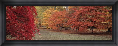 Framed Autumn trees in Westonbirt Arboretum, Gloucestershire, England Print