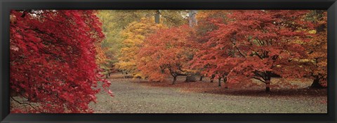 Framed Autumn trees in Westonbirt Arboretum, Gloucestershire, England Print