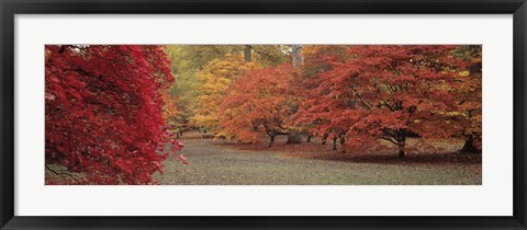 Framed Autumn trees in Westonbirt Arboretum, Gloucestershire, England Print